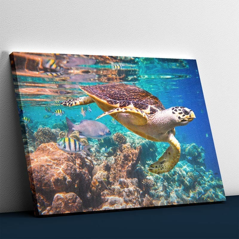 Schöne Schildkröte